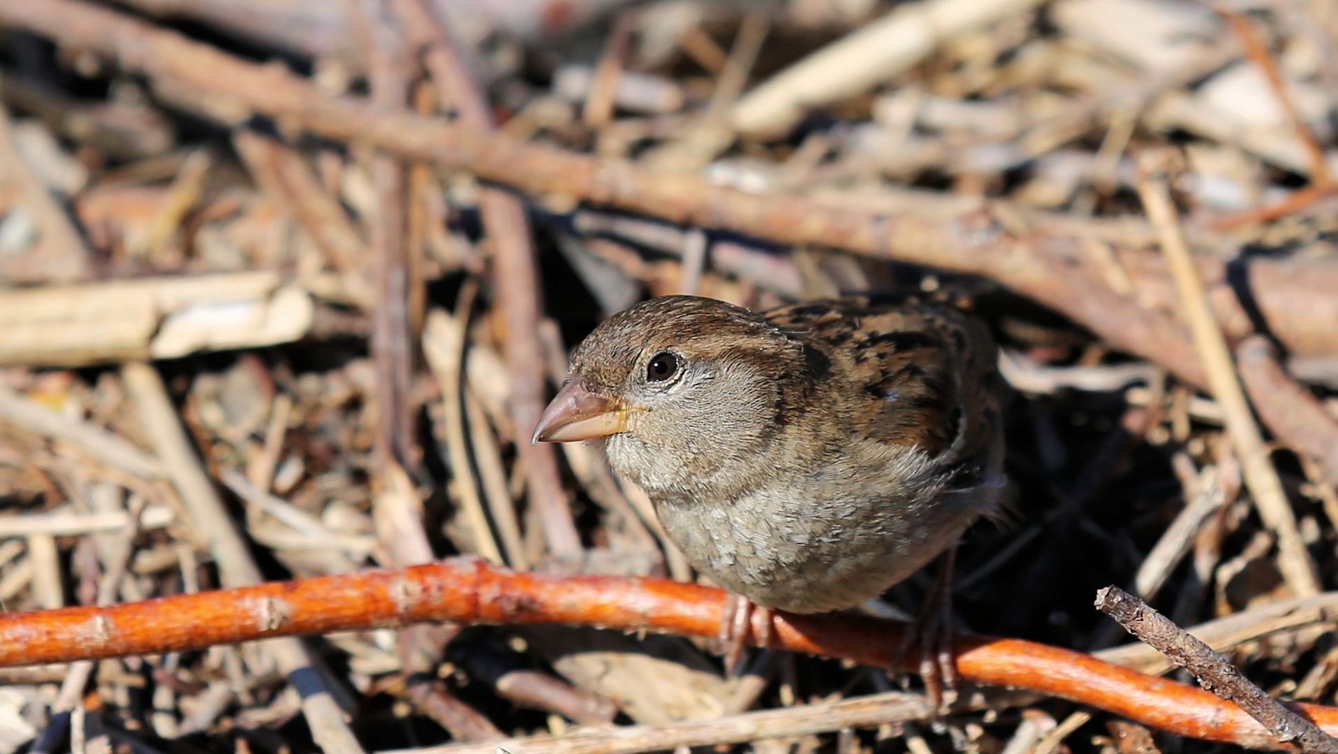 Lieber den Spatz...