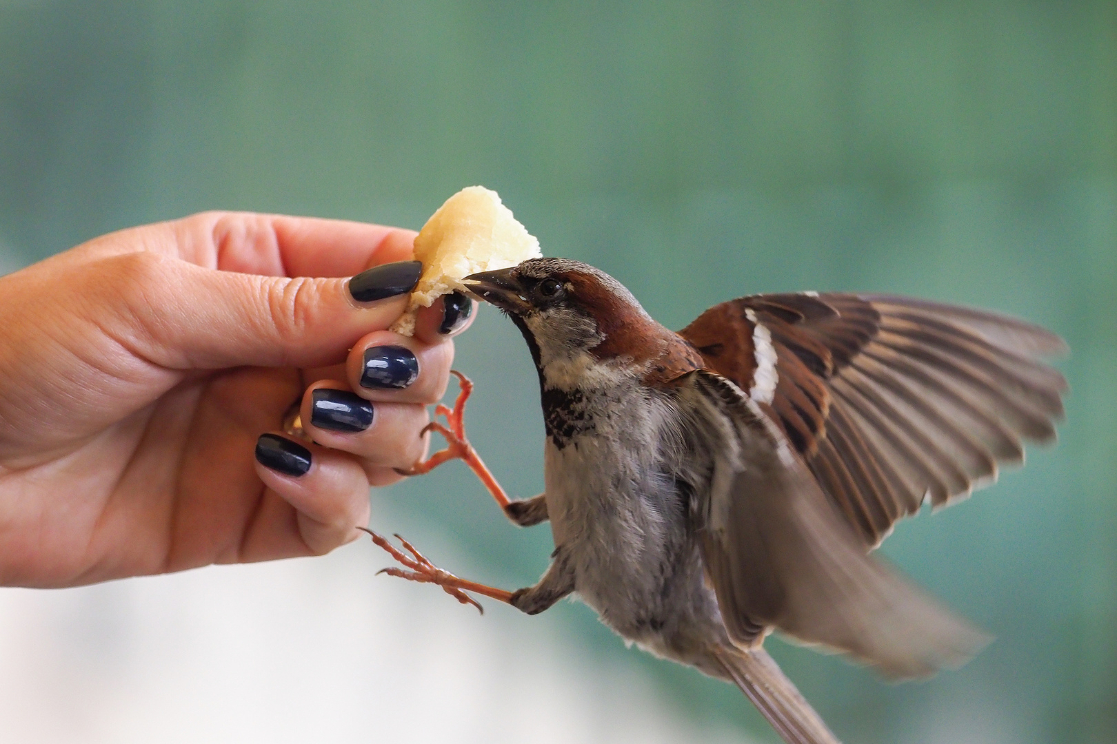 Lieber den Spatz an der Hand