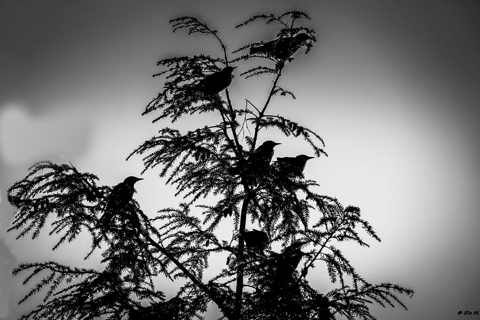 Lieber den Spatz auf dem Baum, als die Motte im Schrank:-)