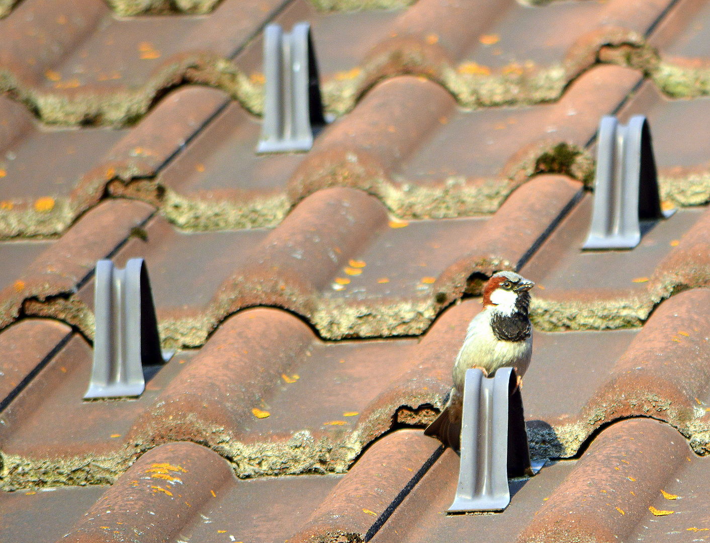 Lieber den Spatz ... auf dem Dach?