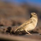 Lieber den Spatz auf dem Dach