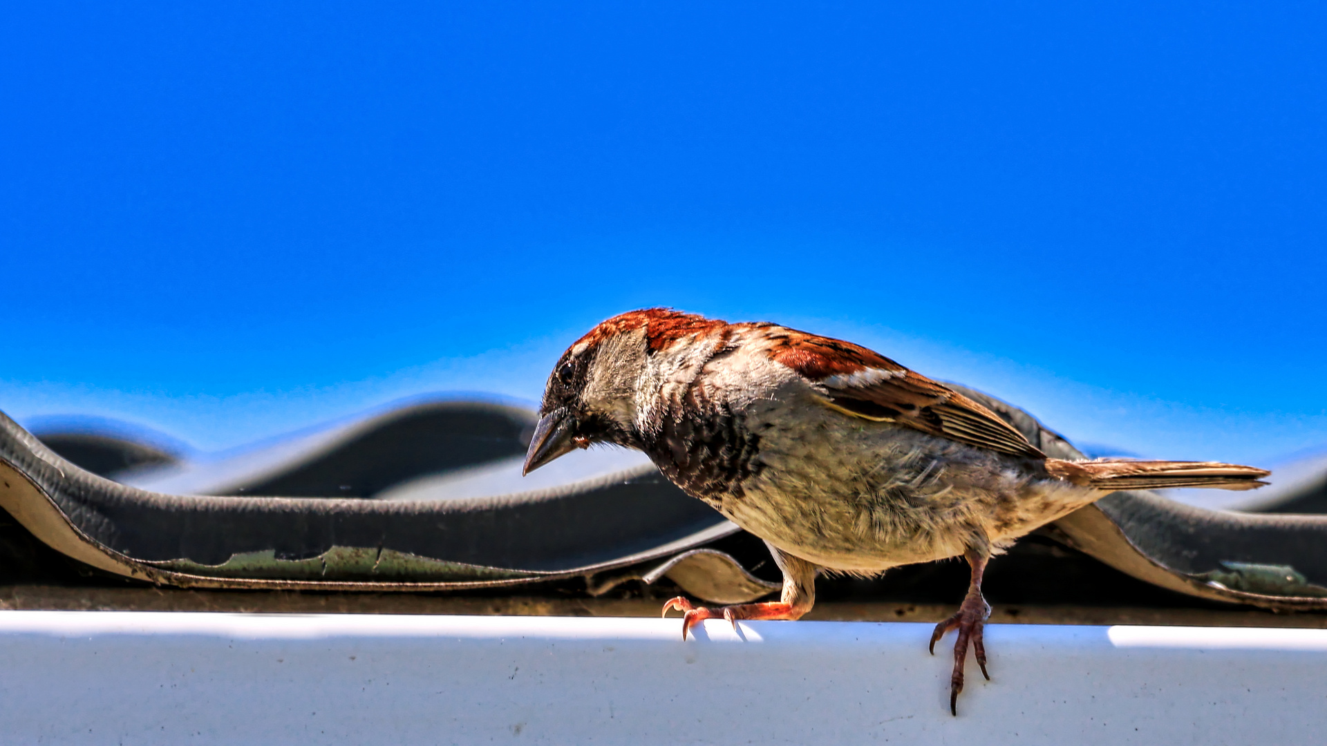 Lieber den Spatz auf dem Dach ...