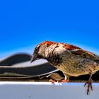 Lieber den Spatz auf dem Dach ...