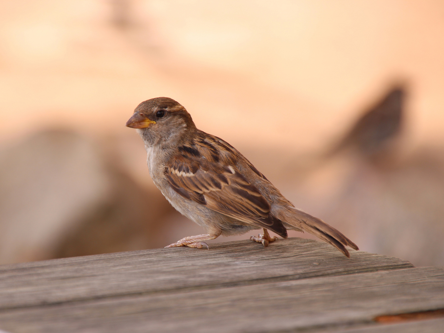 Lieber den Spatz auf dem Tisch ...