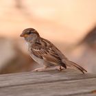 Lieber den Spatz auf dem Tisch ...