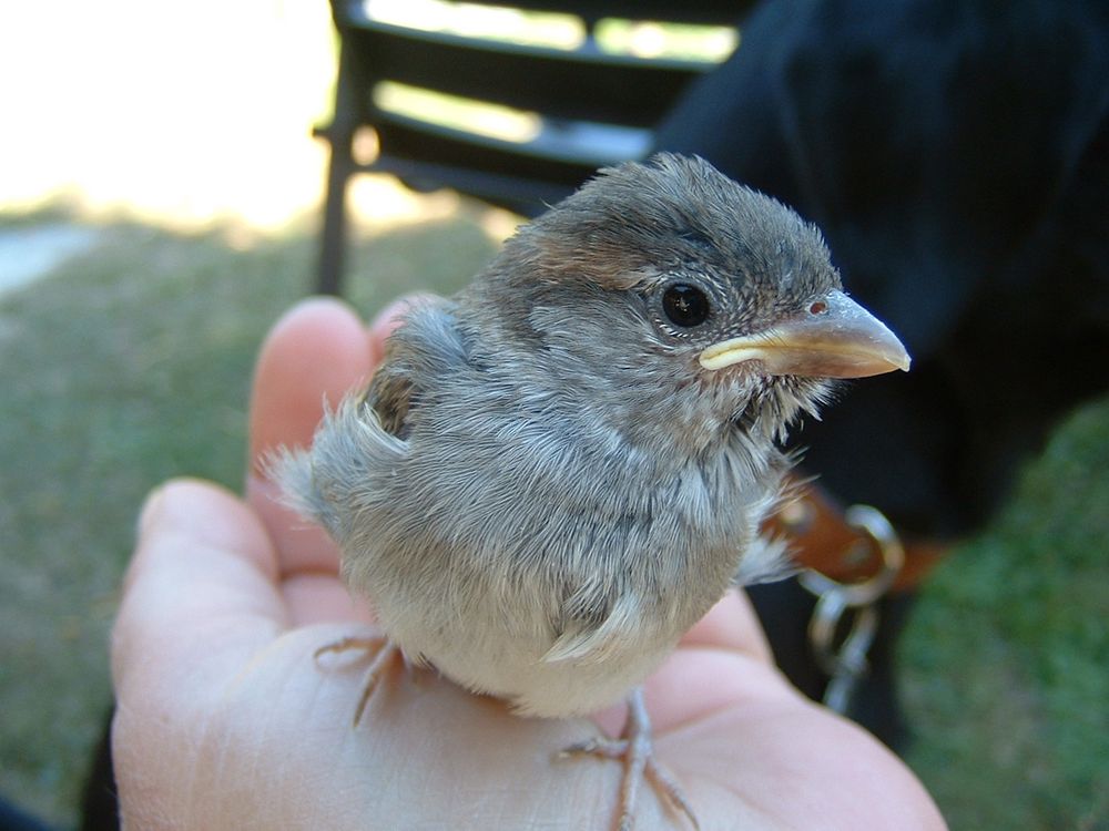 ....lieber den Spatz auf der Hand