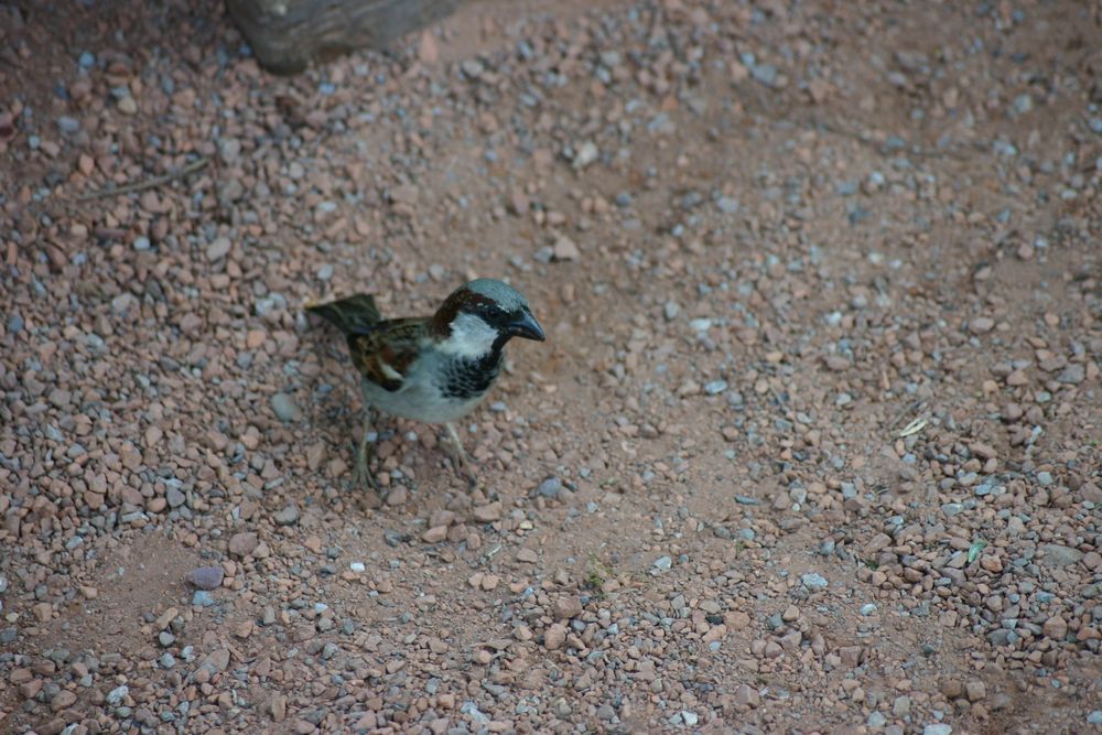 Lieber den Spatz auf der Hand......