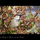 Lieber den Spatz im Baum, als die Taube auf dem Dach