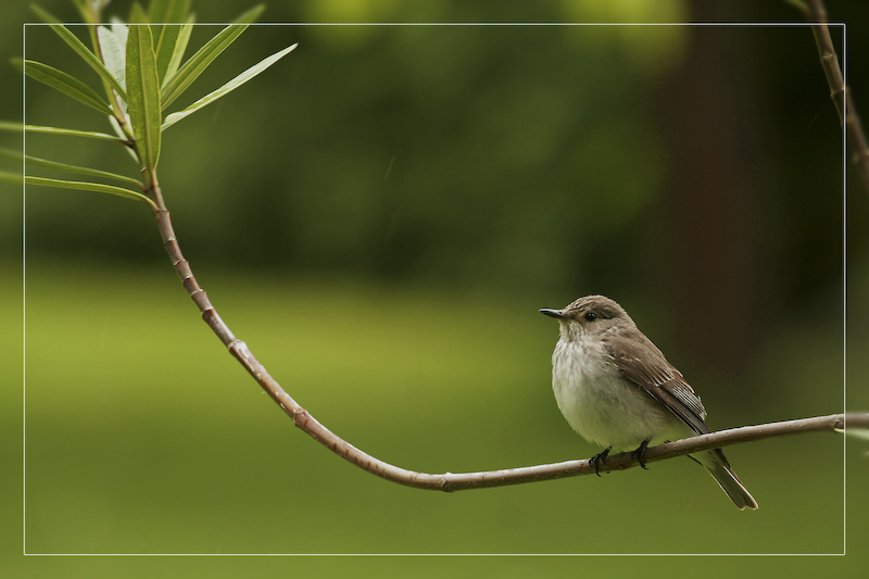 Lieber den Spatz im Garten....