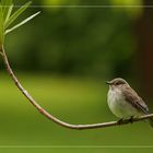 Lieber den Spatz im Garten....