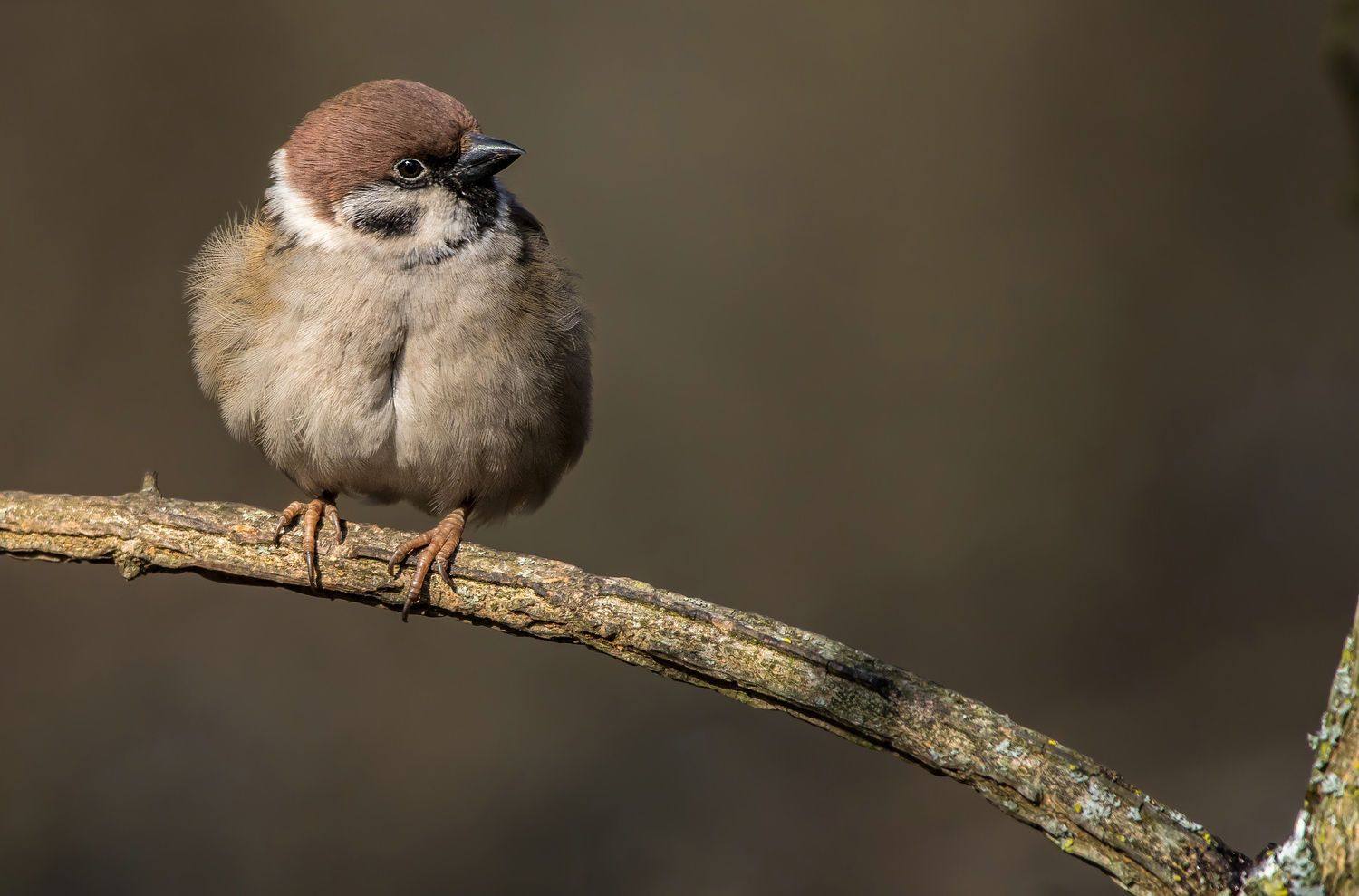 "Lieber den Spatz im Kasten, als ......"