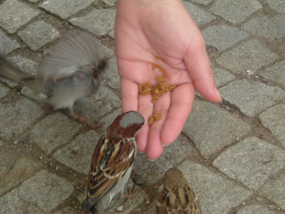 ...lieber den Spatz in (an) der Hand, als die Taube...... Foto & Bild tiere, tier und mensch ...lieber den Spatz in (an) der Hand, als die Taube...... Foto & Bild tiere, tier und mensch
