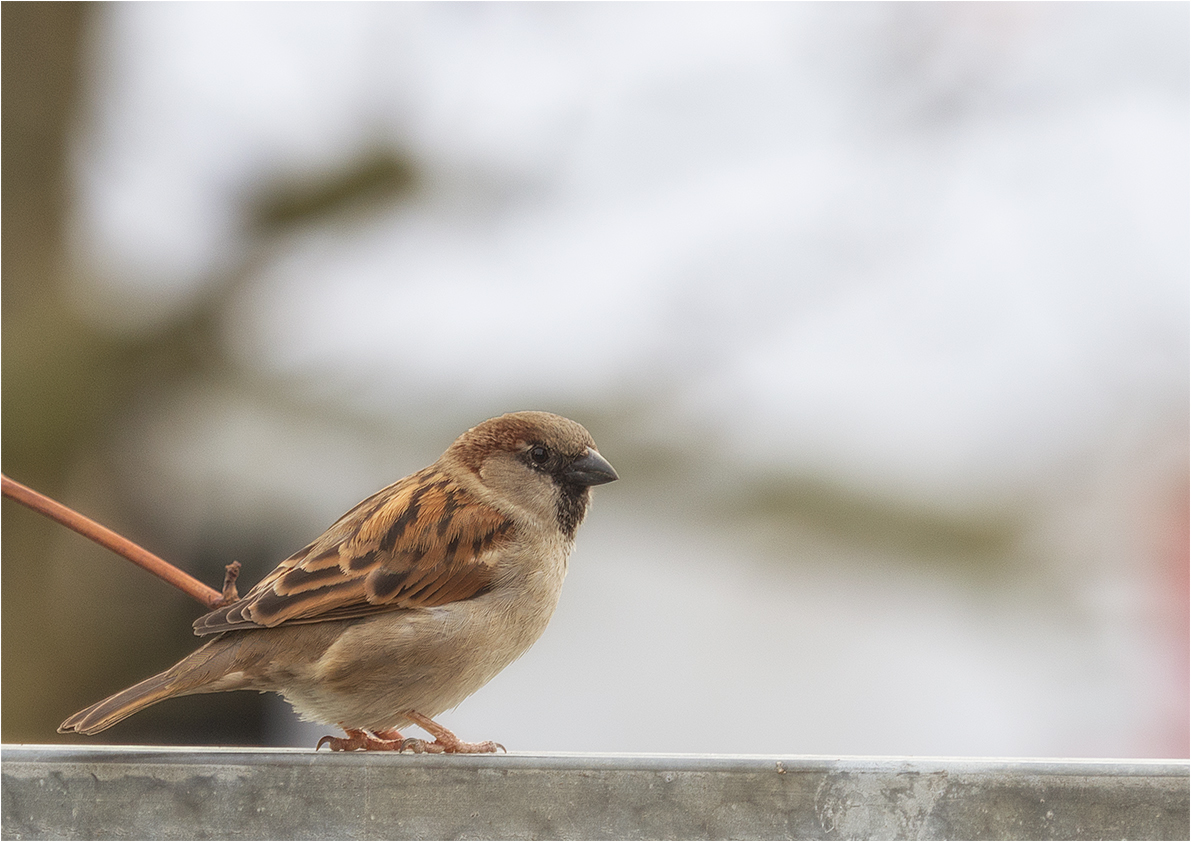 Lieber den Spatz in der der Hand, als die Taube auf dem Dach.