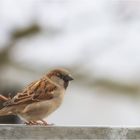 Lieber den Spatz in der der Hand, als die Taube auf dem Dach.