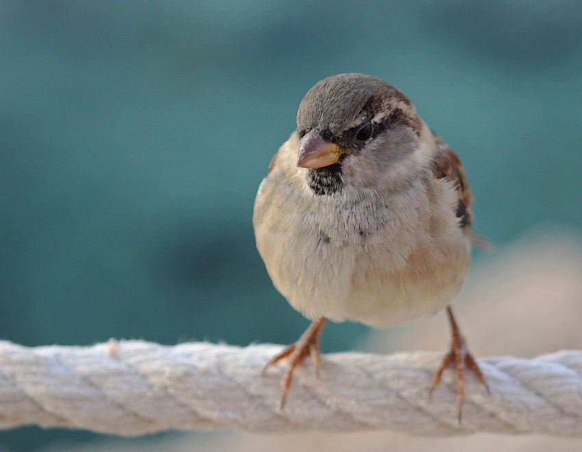 Lieber den Spatz in der Hand.......... Foto & Bild tiere, wildlife