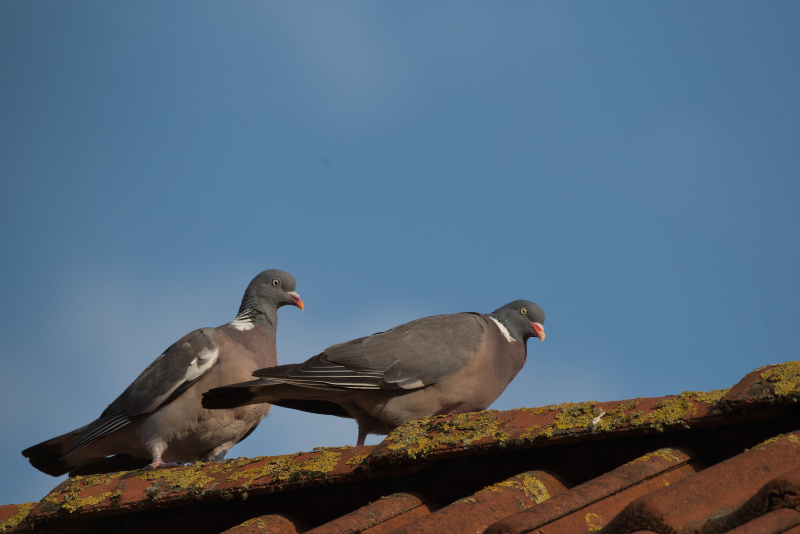 lieber den Spatz in der Hand....