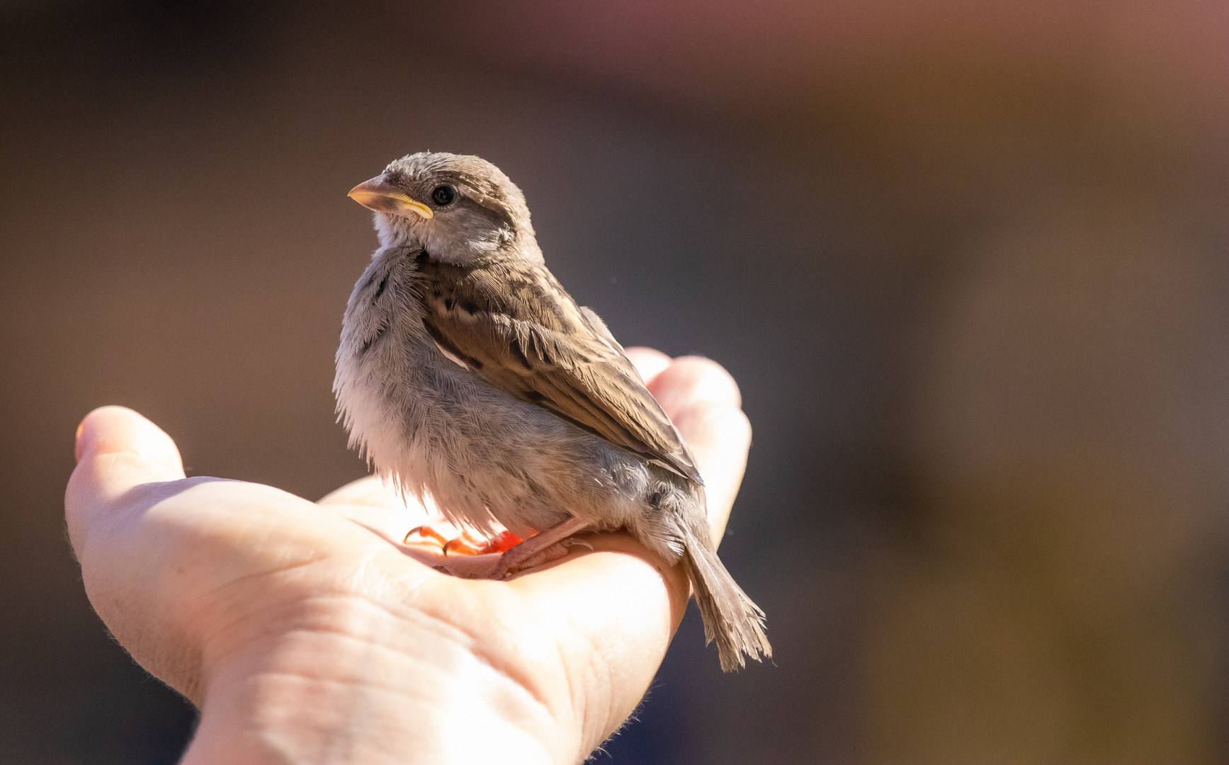 Lieber den Spatz in der Hand....