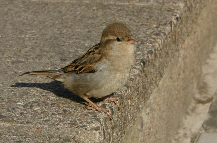 Lieber den Spatz in der Hand ...