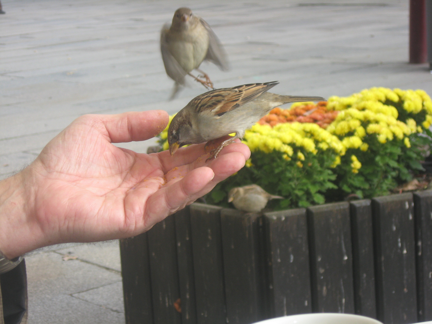 Lieber den Spatz in der Hand, als ....