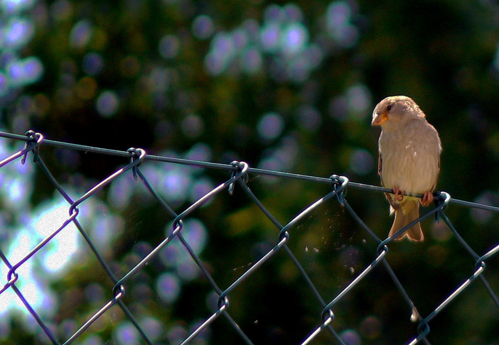 Lieber den Spatz in der Hand als die Taube auf dem Dach