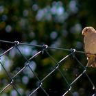 Lieber den Spatz in der Hand als die Taube auf dem Dach