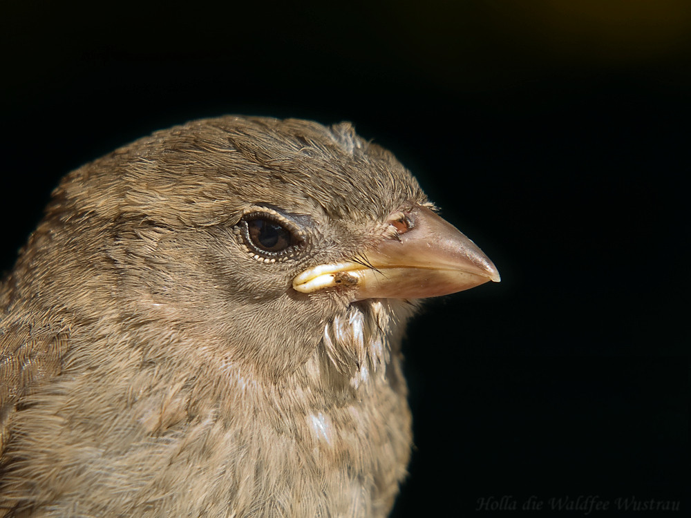 Lieber den Spatz in der Hand als die Taube auf dem Dach