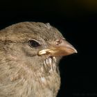 Lieber den Spatz in der Hand als die Taube auf dem Dach