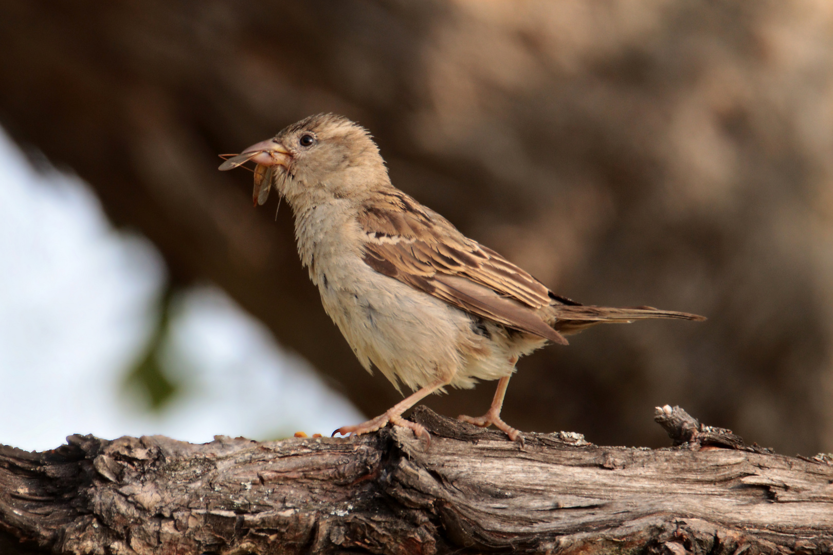 Lieber den Spatz in der Hand, als die Taube auf dem Dach