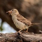 Lieber den Spatz in der Hand, als die Taube auf dem Dach