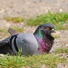 Lieber den Spatz in der Hand als die Taube auf dem Dach