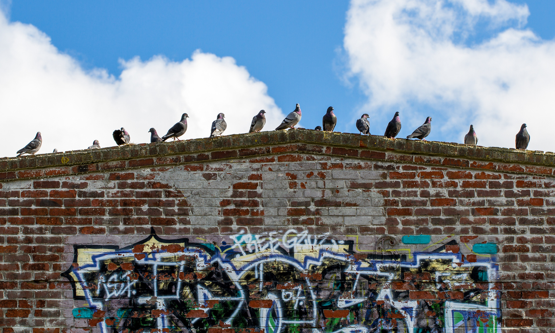 lieber den spatz in der hand