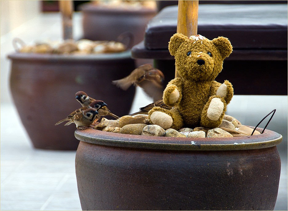 Lieber den Spatz in der Hand,als die Taube auf dem Dach