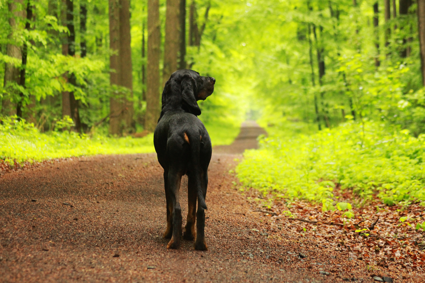 lieber den Wald als den Wanderweg