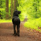 lieber den Wald als den Wanderweg