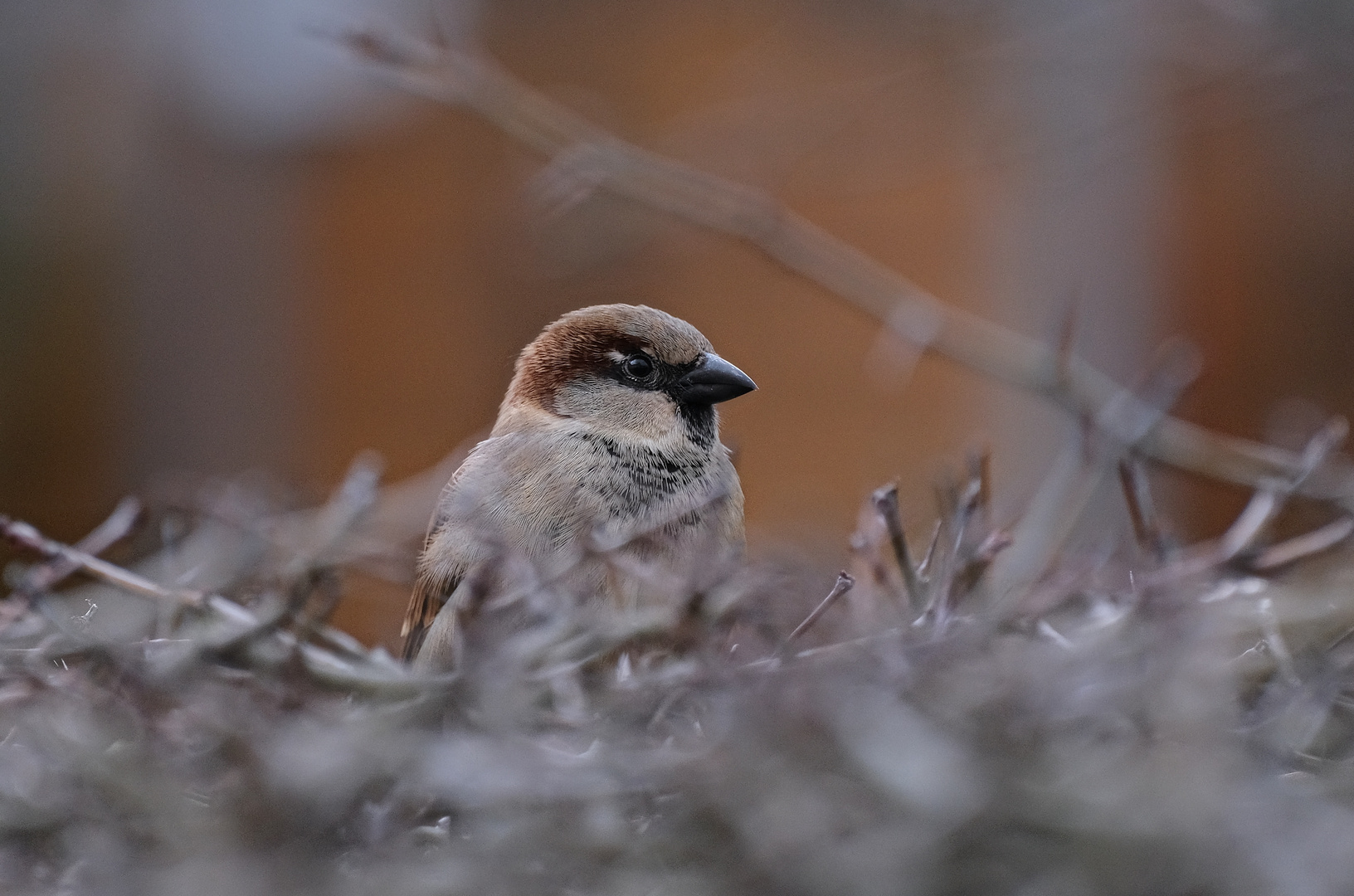 Lieber, "der Spatz im Hof", ...