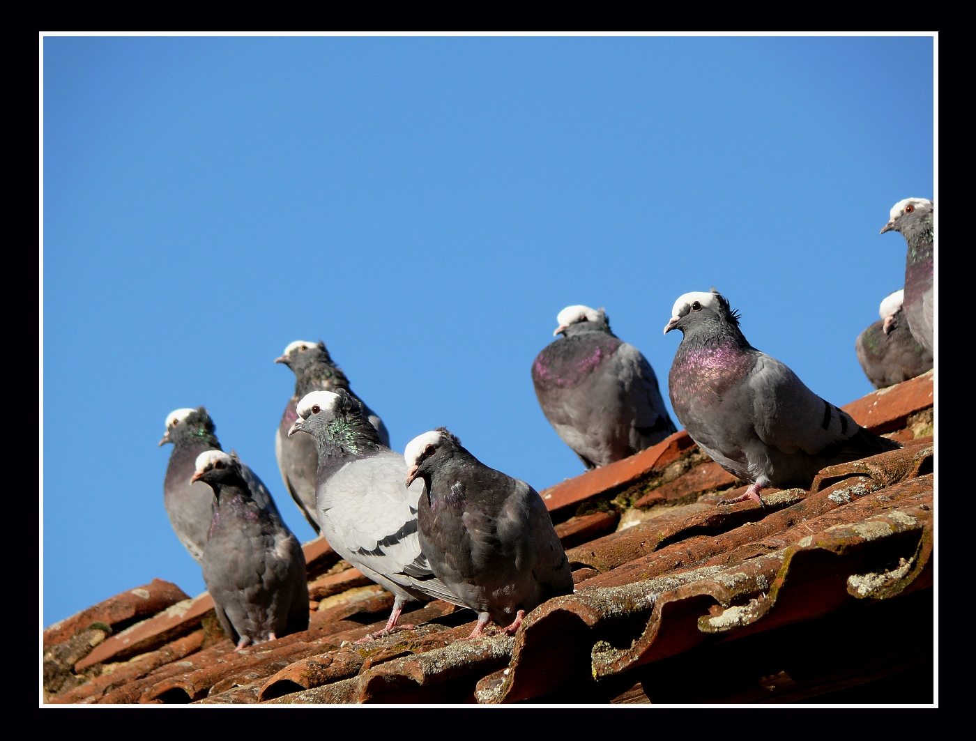 Lieber der Spatz in der Hand...