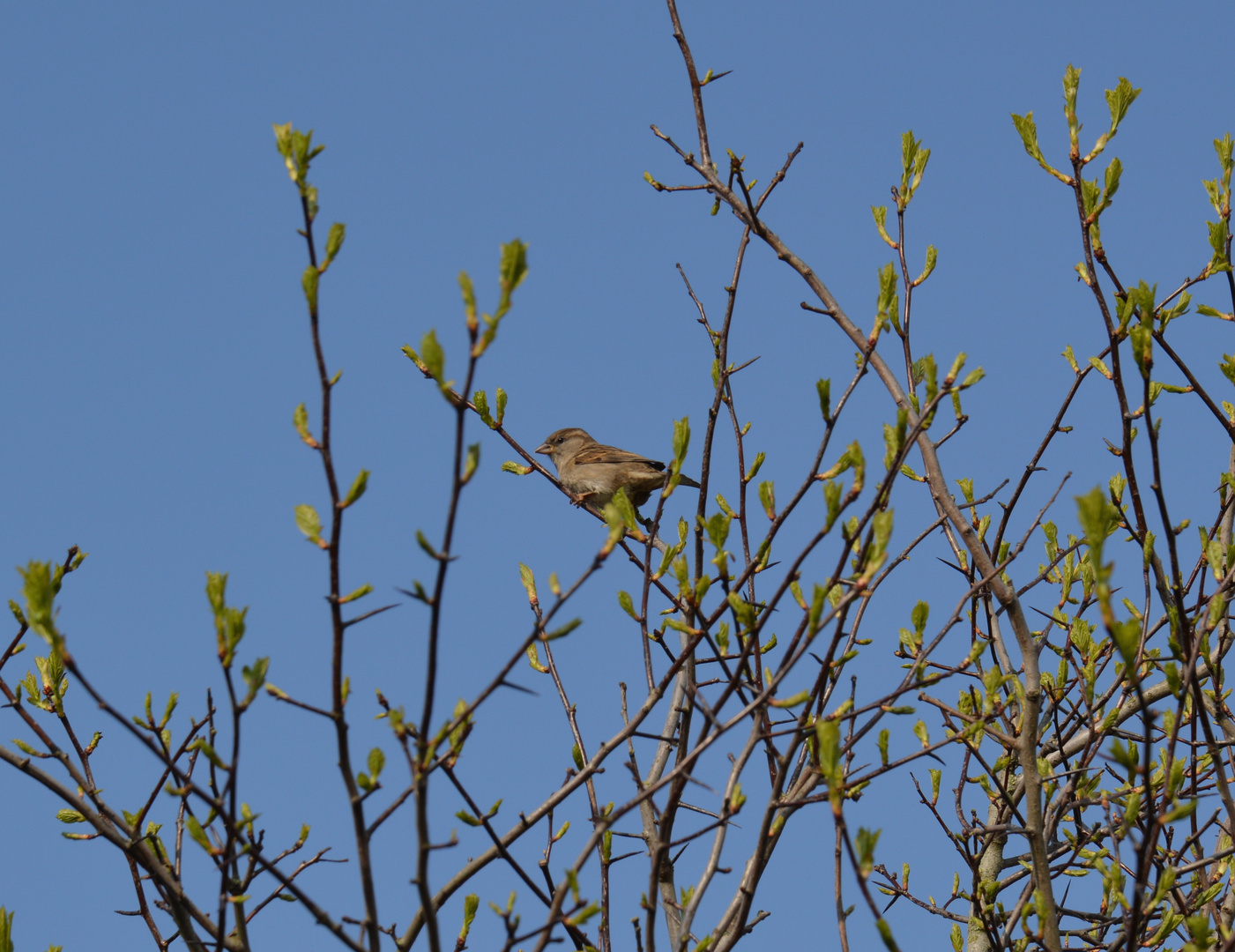 Lieber der Spatz in der Hand...