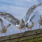 Lieber die Möwe auf dem Dach ...