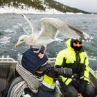 Lieber die Möwe auf dem Kopf als die Schei... in der Hand