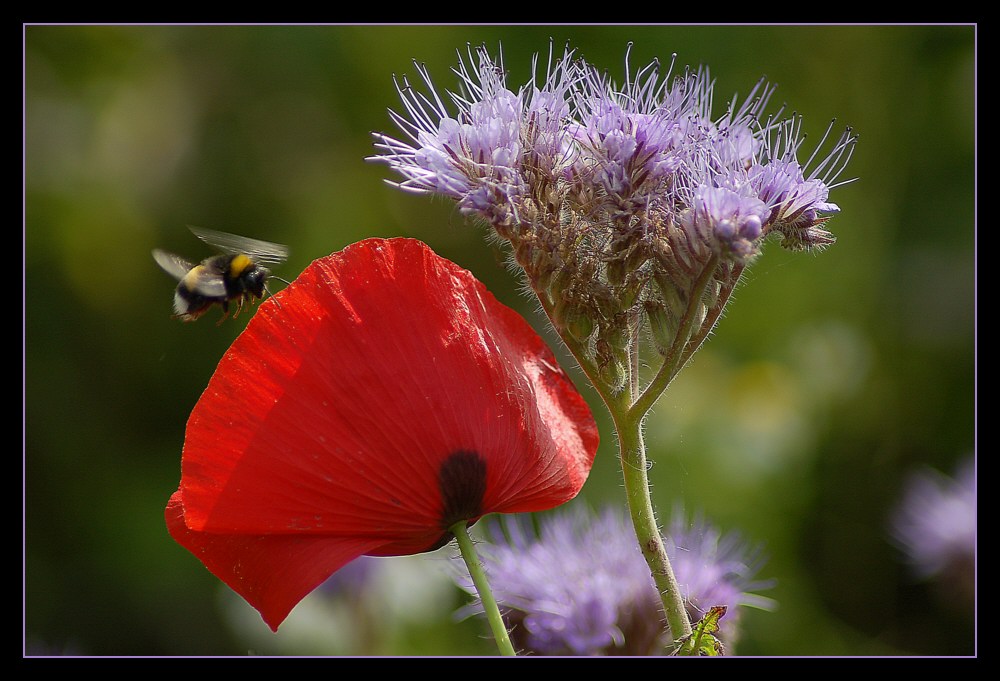 Lieber die rote ...