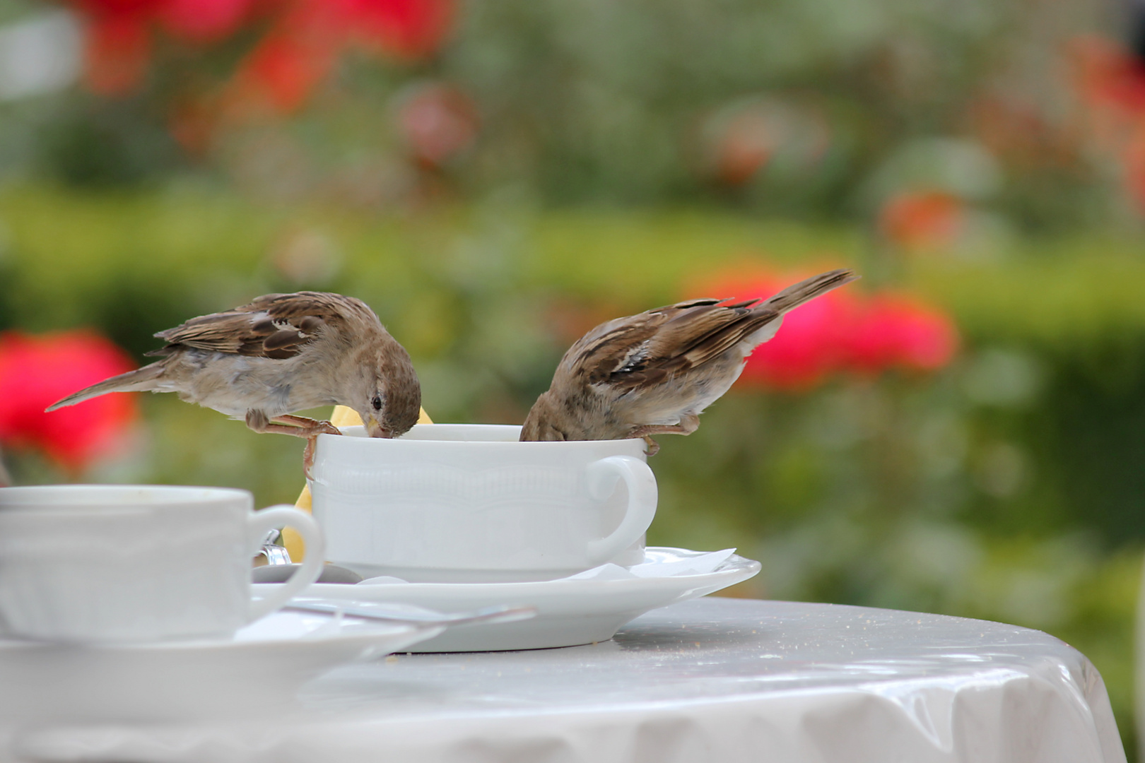 Lieber die Taube auf dem Dach als die Spatzen in der Tasse (Oder wie war das?)