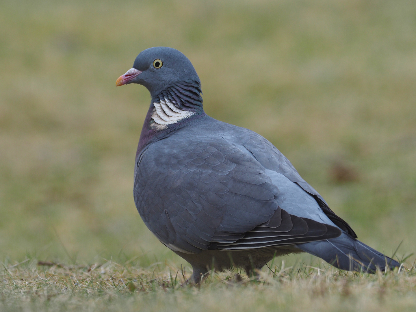 Lieber die Taube im Garten Foto & Bild tiere, wildlife