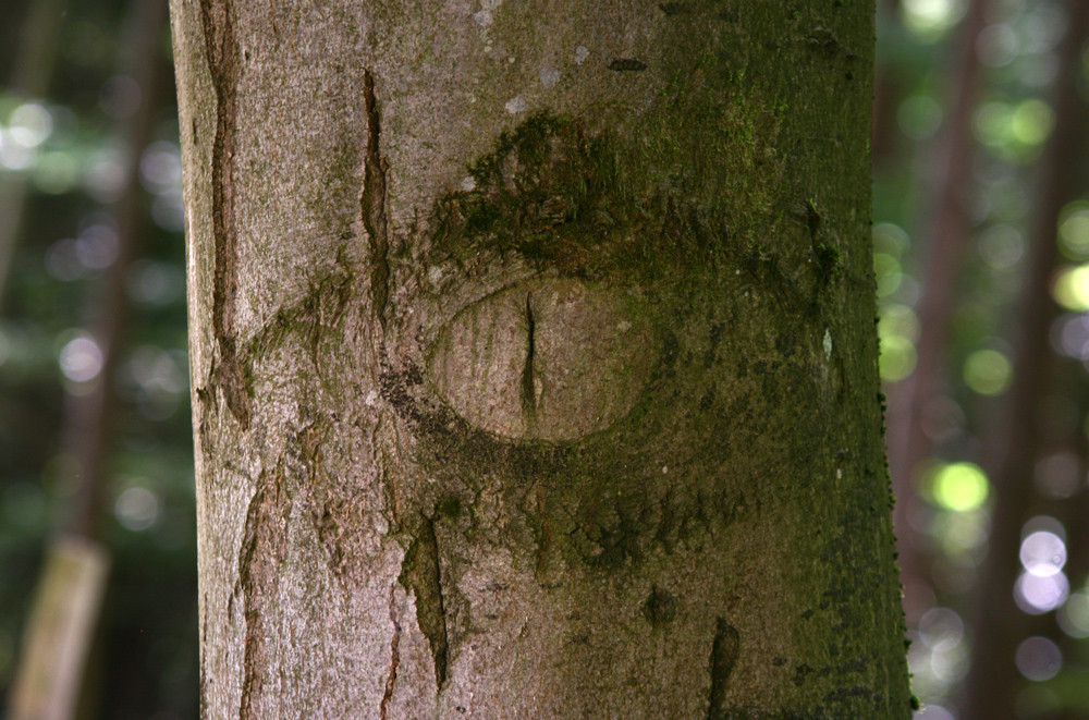 Lieber ein Auge im Baum als ein Baum im Auge