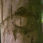 Lieber ein Auge im Baum als ein Baum im Auge