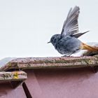 "Lieber ein Rotschwänzchen, als ne Stadttaube auf dem Dach - oder"