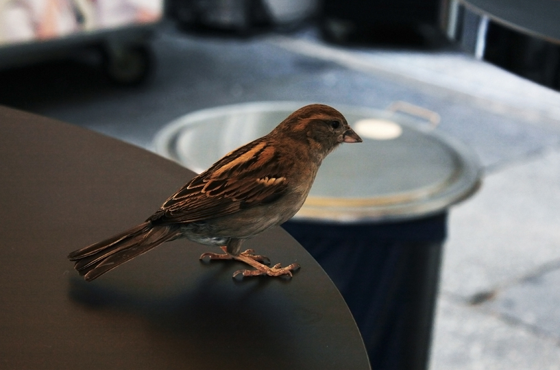 Lieber ein Spatz auf dem Tisch als...