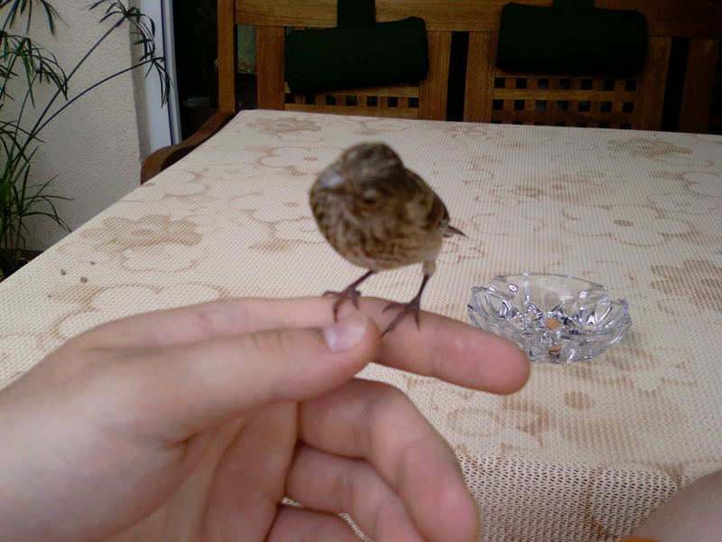 Lieber ein Spatz auf der Hand als eine Taube auf dem Dach!