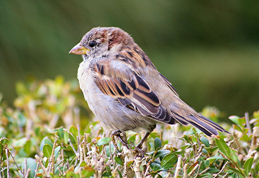 Lieber ein Spatz in der Hand ...........