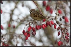 Lieber ein Spatz in der Hand....