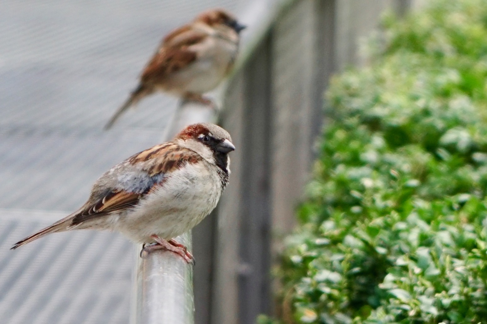 Lieber ein Spatz in der Hand...